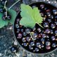 Johannisbeeren